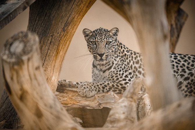 On International Day of the Arabian Leopard, together, we can make a difference